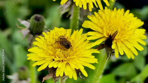 bee collecting pollen on dandelion