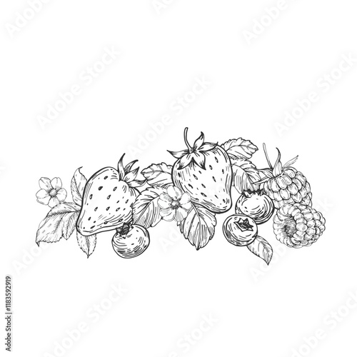 Berries vector black and white illustrations hand drawn with ink. Leaves, berries and flowers of strawberry, raspberry, bilberry on a white background. Template for label design