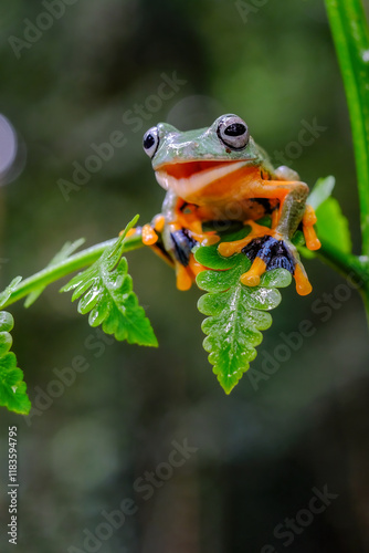 Tree frog on leaf, Gliding frog (Rhacophorus reinwardtii) photo