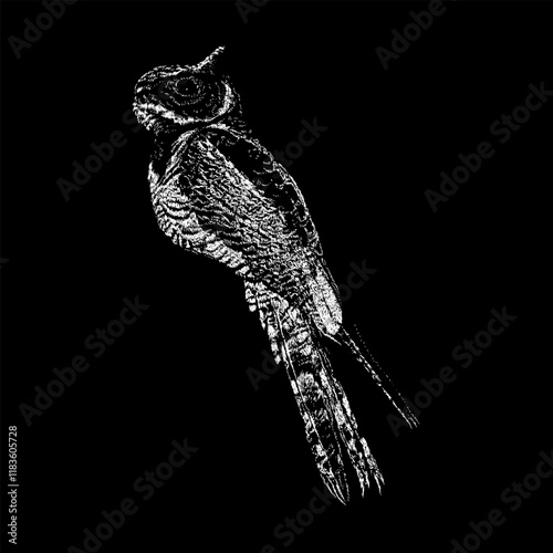 The Great Eared Nightjar hand drawing vector isolated on black background. photo