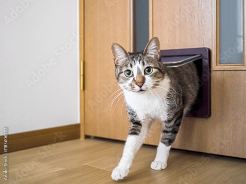 猫用のドアから部屋に入る猫