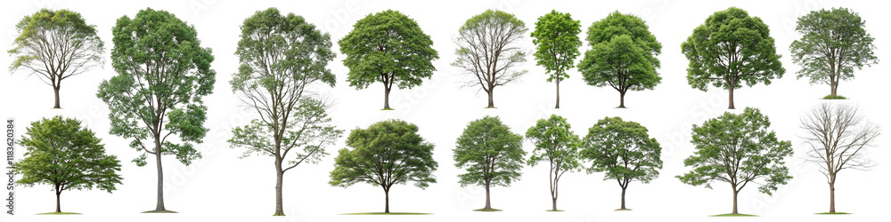 Fototapeta premium Collection of 20 Green Trees, Isolated on White Background, 3D Render, High-Resolution Images, Trees, 3D rendering, Plant