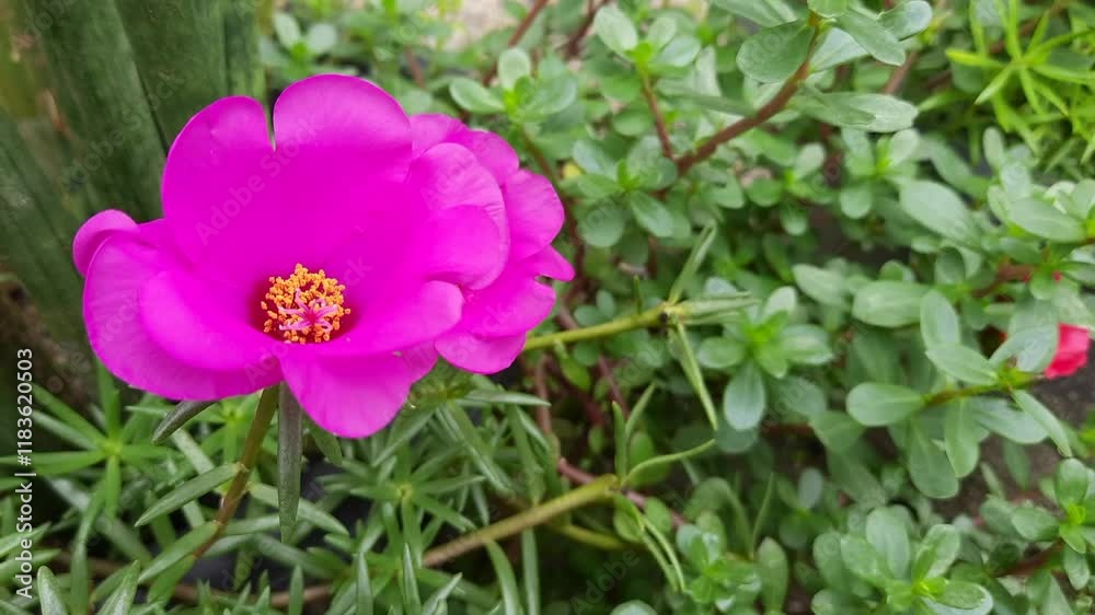 Close-Up of Vibrant Pink Moss Rose Flowers in Bloom Close-Up of Vibrant Pink Moss Rose Flowers in Bloom