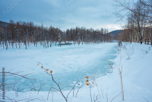 The blue pond is a blessing that came about by accident. Located near Biei town, it was built to prevent damage from mudslides from Mt. Tokachi. The color of the pond ranges from turquoise to emerald photo