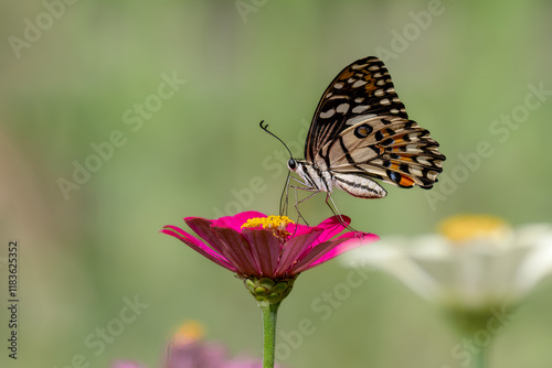 Wallpaper Mural Closeup butterfly on flower (Common tiger butterfly) Torontodigital.ca