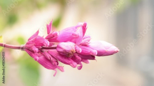 Pink Salvia Flower in Bloom photo