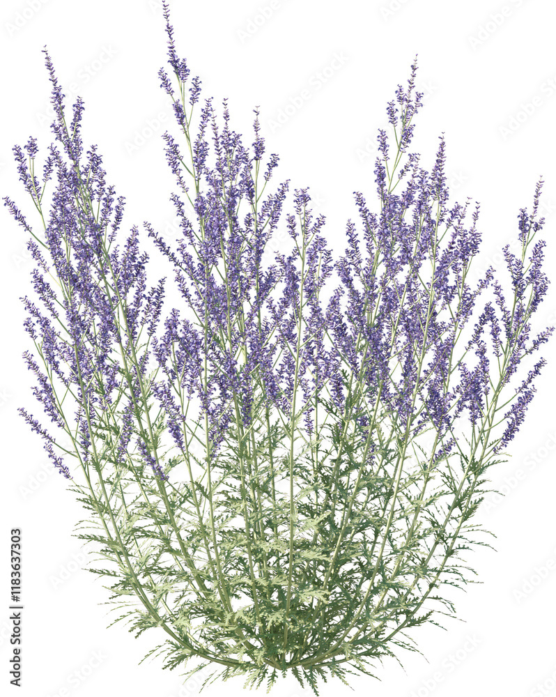 Naklejka premium Grass, Turf, Lawn, Bush, Flowers Overlay