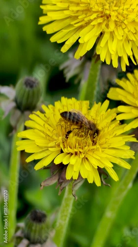 Bee collects pollen from flower