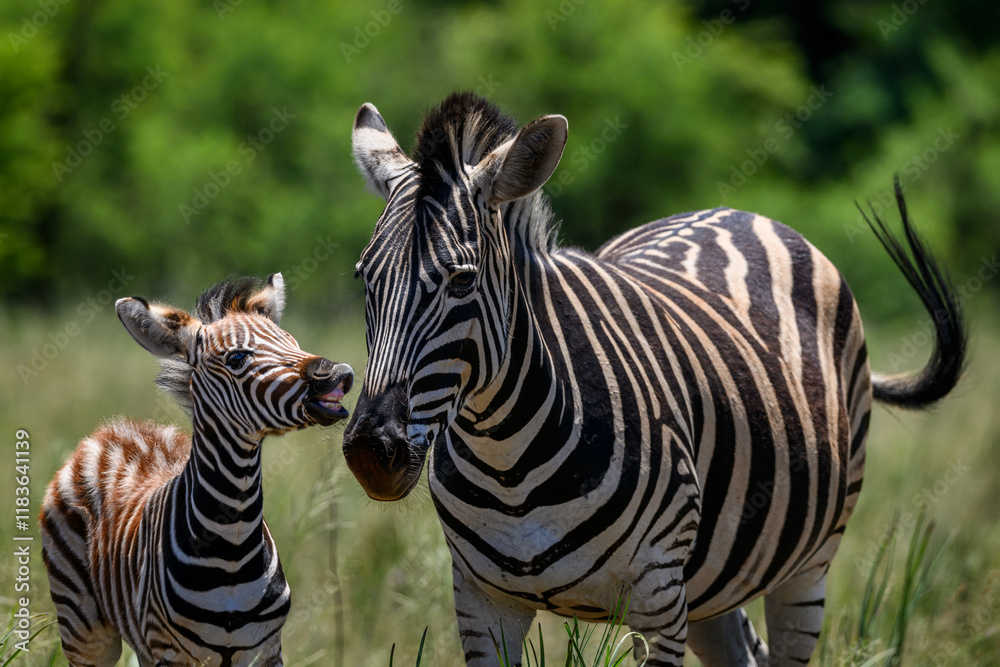 Fototapeta premium A female zebra with her foal in green field