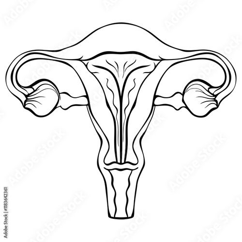 female uterus