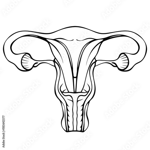 female uterus