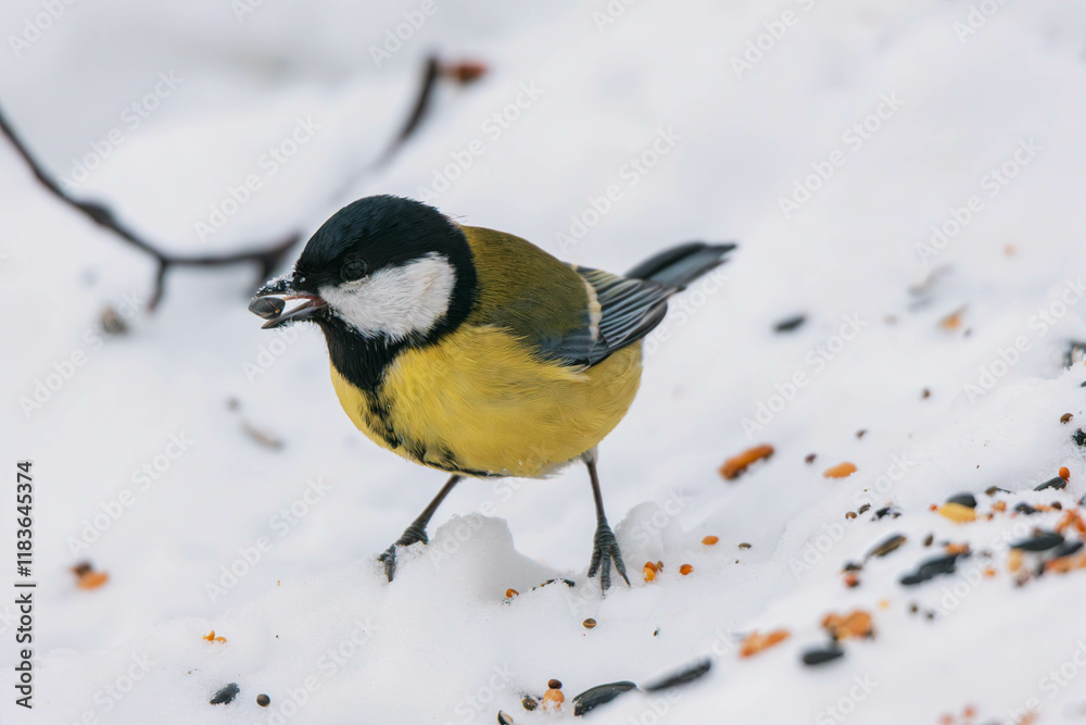 Obraz premium great tit in the snow