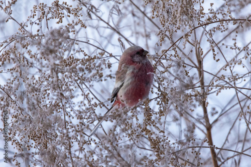 rosefinch on a branch photo