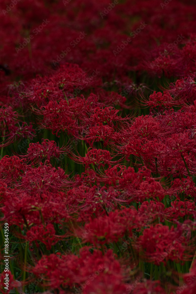 Red Spider Lily flowers field in the forest of Japan, creating a red carpet like of flowers under the trees Red Spider Lily flowers field in the forest of Japan, creating a red carpet like of flowers under the trees