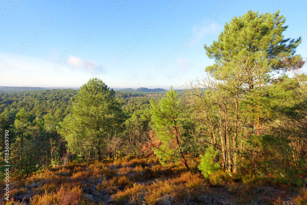 Point of view from the Gros Sabons rock in Fontainebleau forest Point of view from the Gros Sabons rock in Fontainebleau forest