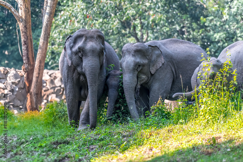 Fototapeta premium Elephants are large mammals and are the largest land animals. Wild elephants eat plants. They are big, have a small head, big legs, and have a trunk that reaches to the ground. That trunk is the nose.