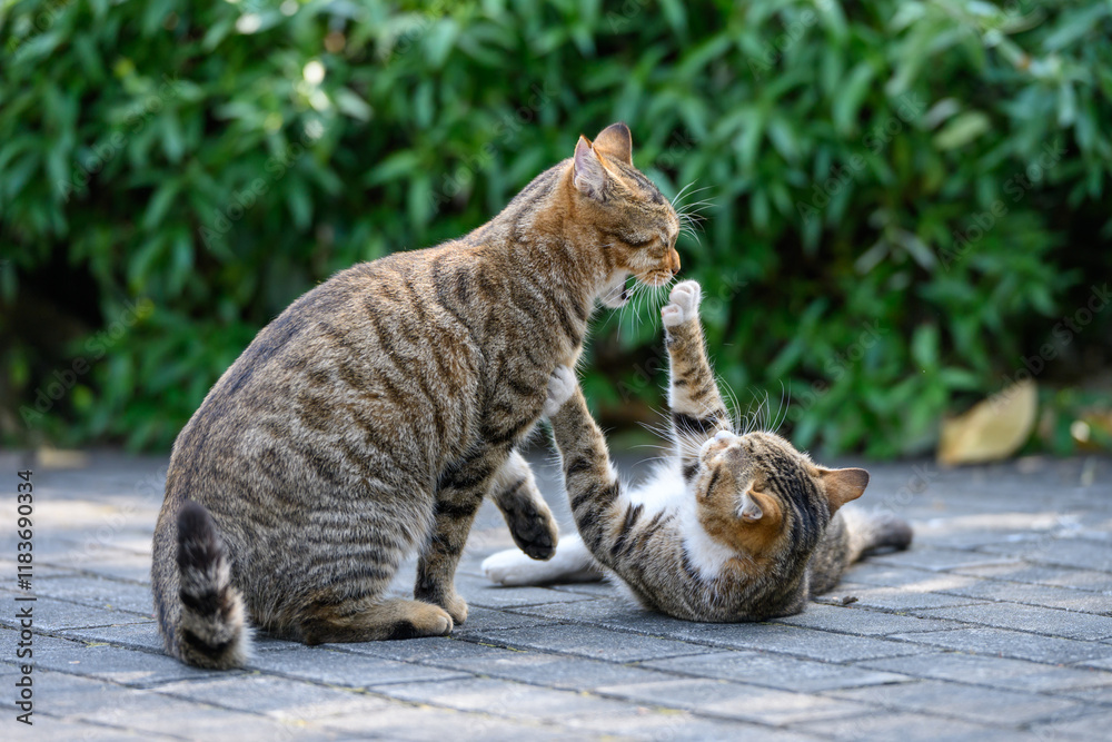 Two cats playing and playing Two cats playing and playing