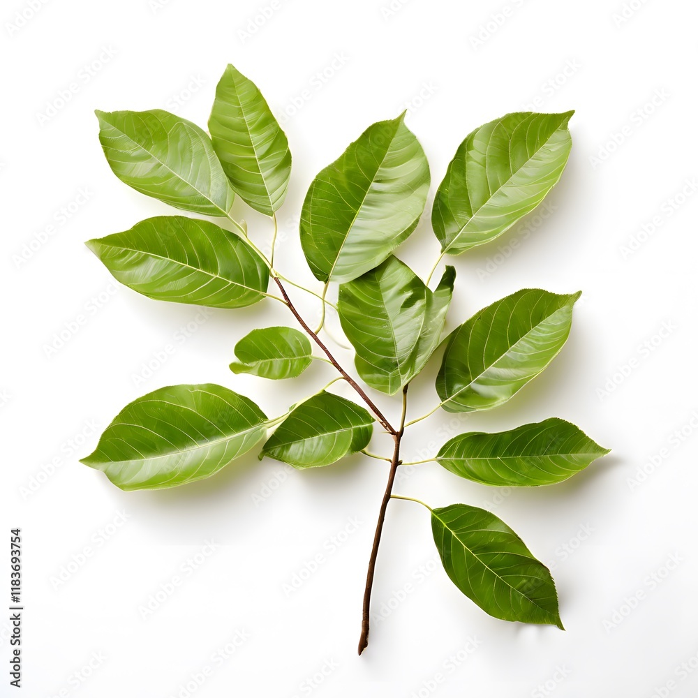 Fototapeta premium A beautiful green bush tree isolated on a white background