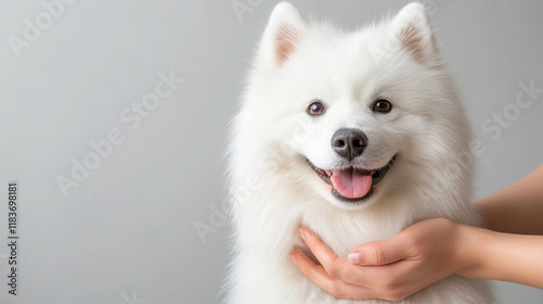 Veterinary professional spraying detangling solution onto fluffy white Samoyed during grooming session with clean background photo