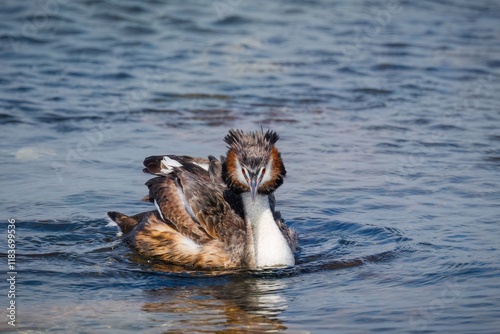 A crested grebe, a diving water bird, looking weird as it stares straight on at the photographer during an unusual close encounter at a pier at St Kilda in Port Adelaide in South Australia. photo