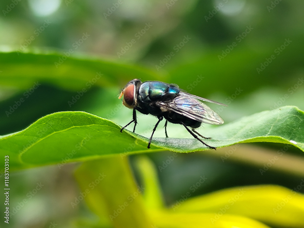 Flying insects with red eyes and thin wings perch on green leaves, this type is often seen flying in the kitchen and garbage. Flying insects with red eyes and thin wings perch on green leaves, this type is often seen flying in the kitchen and garbage.