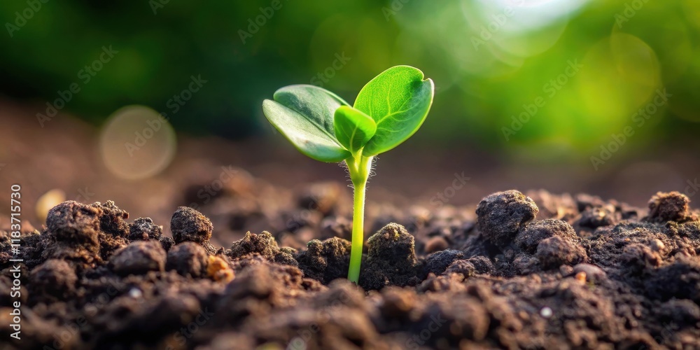 A tiny green pea sprout emerging from a small hole in the soil, pea sprout, soil, pea sprout A tiny green pea sprout emerging from a small hole in the soil, pea sprout, soil, pea sprout