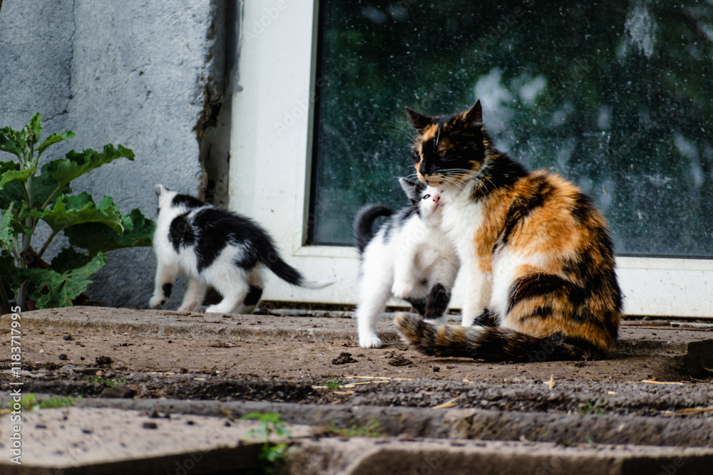 Farm or barn cat outdoors, animal wildlife, felis catus Farm or barn cat outdoors, animal wildlife, felis catus