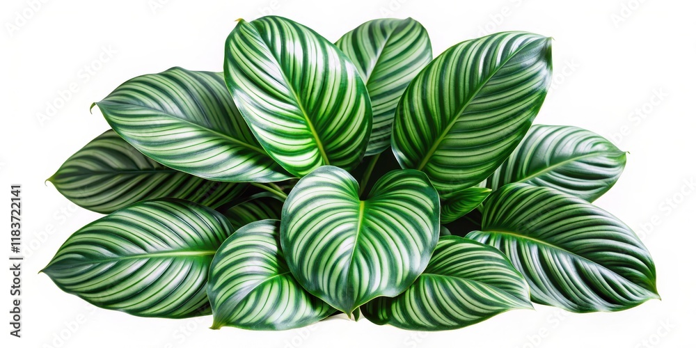 Naklejka premium Calathea Orbifolia leaves isolated on white background, lush green foliage with unique leaf shapes and intricate veination, exotic foliage, indoor plants