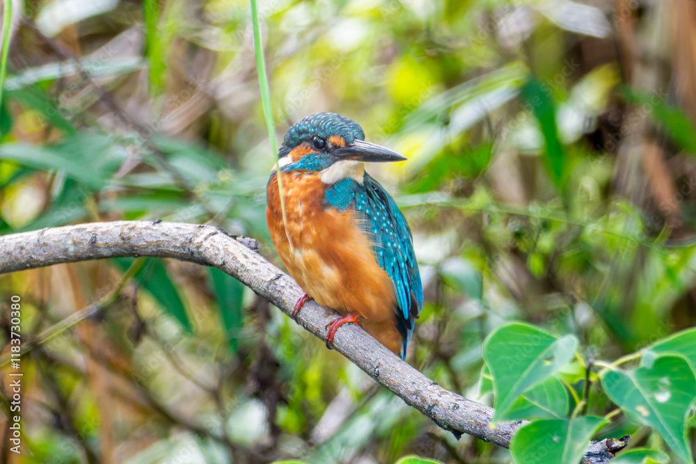 枝にとまるカワセミ