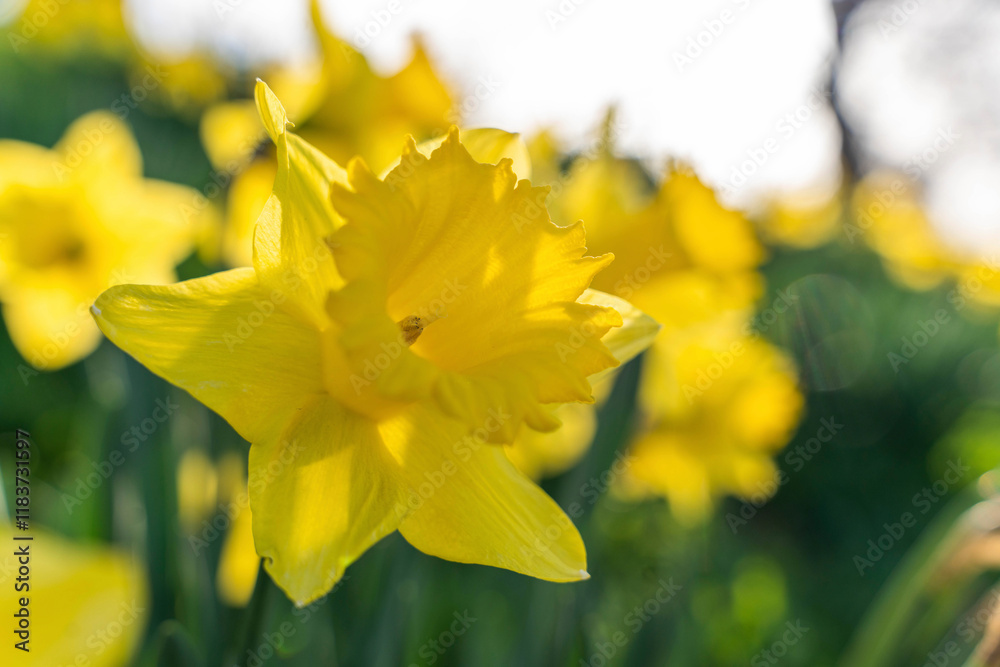 Bright yellow daffodils bloom in a lush garden during spring sunshine Bright yellow daffodils bloom in a lush garden during spring sunshine