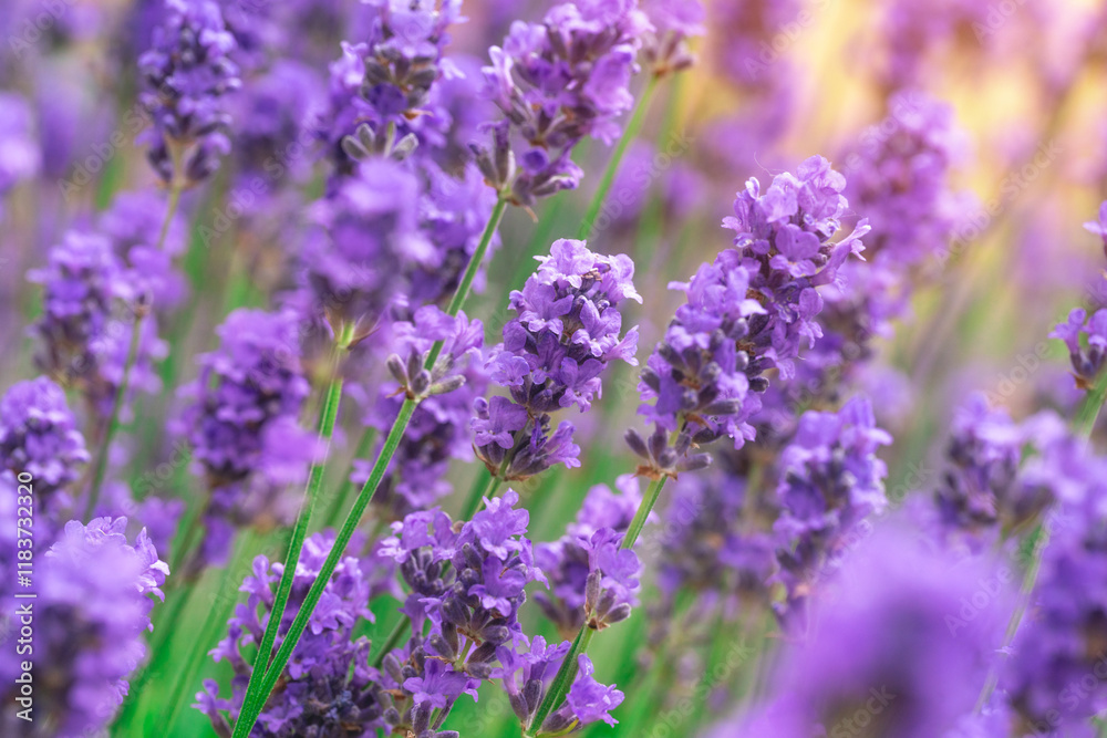 Naklejka premium Lavender flowers bloom in vibrant hues during the warm afternoon sunlight