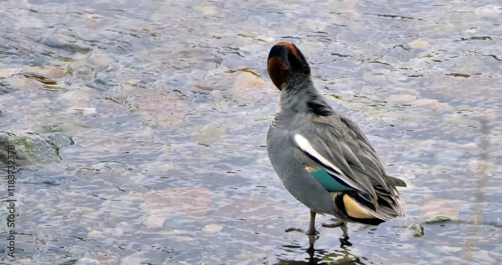 Eurasian teal or  common teal resting in water in japanese winter season