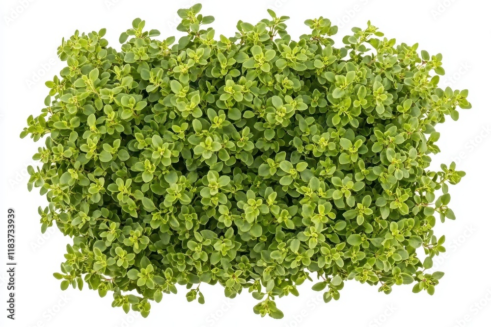 Obraz premium Isolated bunch of thyme on white background seen from above