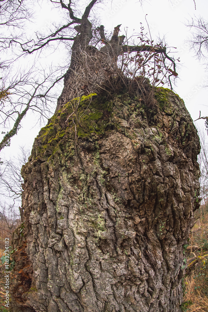 écorce du vieux chêne majestueux dans la forêt écorce du vieux chêne majestueux dans la forêt