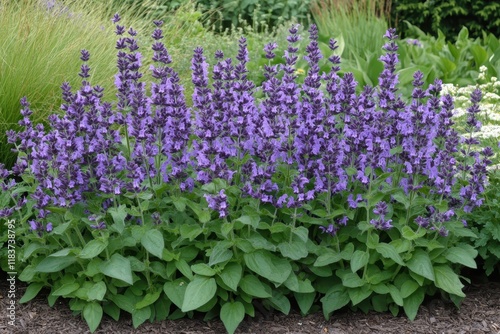 Meadow sage with purple blooms in wild grassland photo
