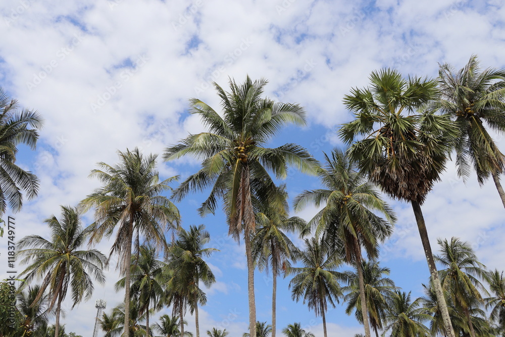 Palm Trees in Thailand, Phang Nga Province Palm Trees in Thailand, Phang Nga Province