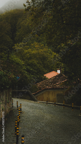 bridge over river in the forest