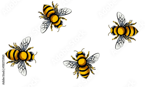 Honey Bee Close Up Isolated on White Background. Queen Honey Bee Design Template