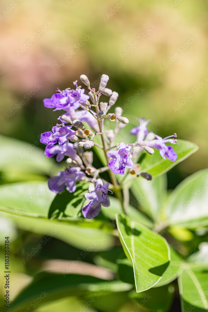 Beautiful Purple Vitex Trifloria Flowers Beautiful Purple Vitex Trifloria Flowers