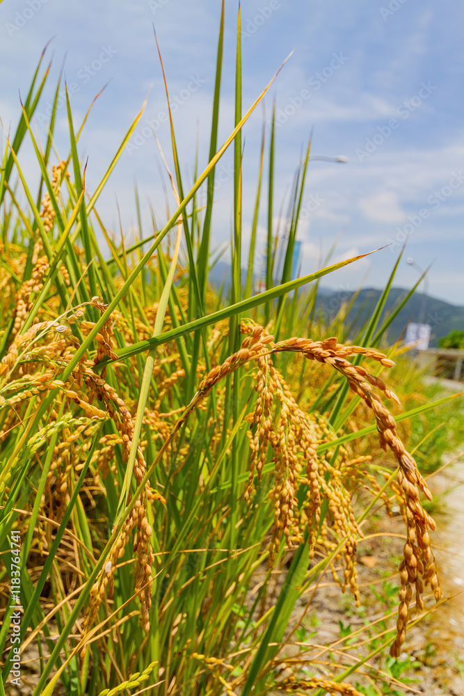 Close up shot of a mature paddy field