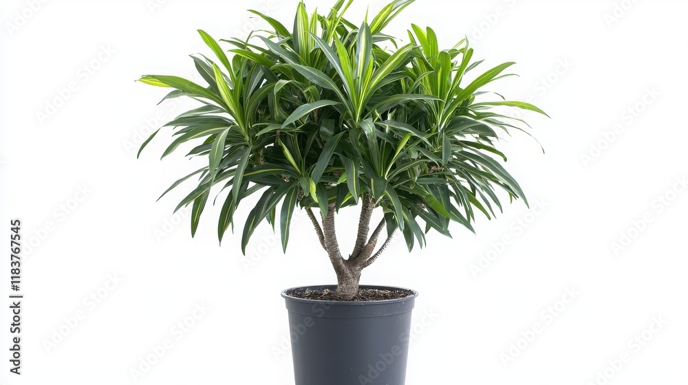 Obraz premium Dracaena plant, pot, tree, leaf, nature, isolated, houseplant, flower, botany, ficus, potted, leaves, decoration, gardening, growth, home, palm, flowerpot, house, flora, garden, object, herb, tropical