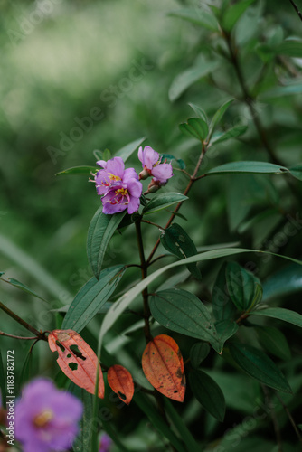 Rhodomyrtus tomentosa also known as rose myrtle, is a flowering plant in the family Myrtaceae photo