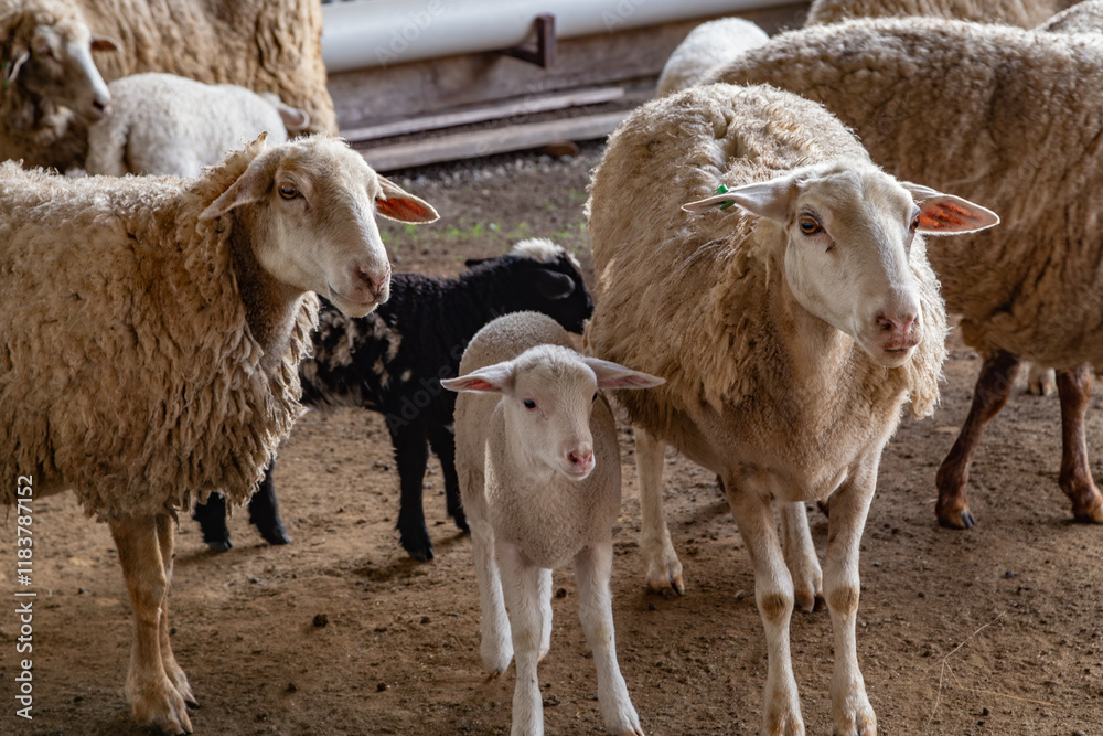 Obraz premium sheep and lambs