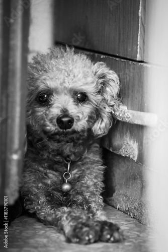 the poodle lay on the floor with black and white tone photo