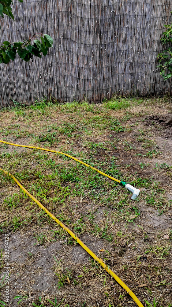 A yellow garden hose lies on a patchy lawn, illustrating summer drought and water conservation challenges in residential gardening A yellow garden hose lies on a patchy lawn, illustrating summer drought and water conservation challenges in residential gardening