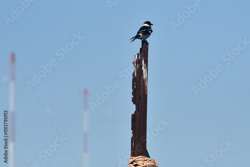 A black and white bird is perched on top of a metal pole which has rusted away. Rope is tied around its base. The sky is blue. Out of focus red and white poles are in the background.