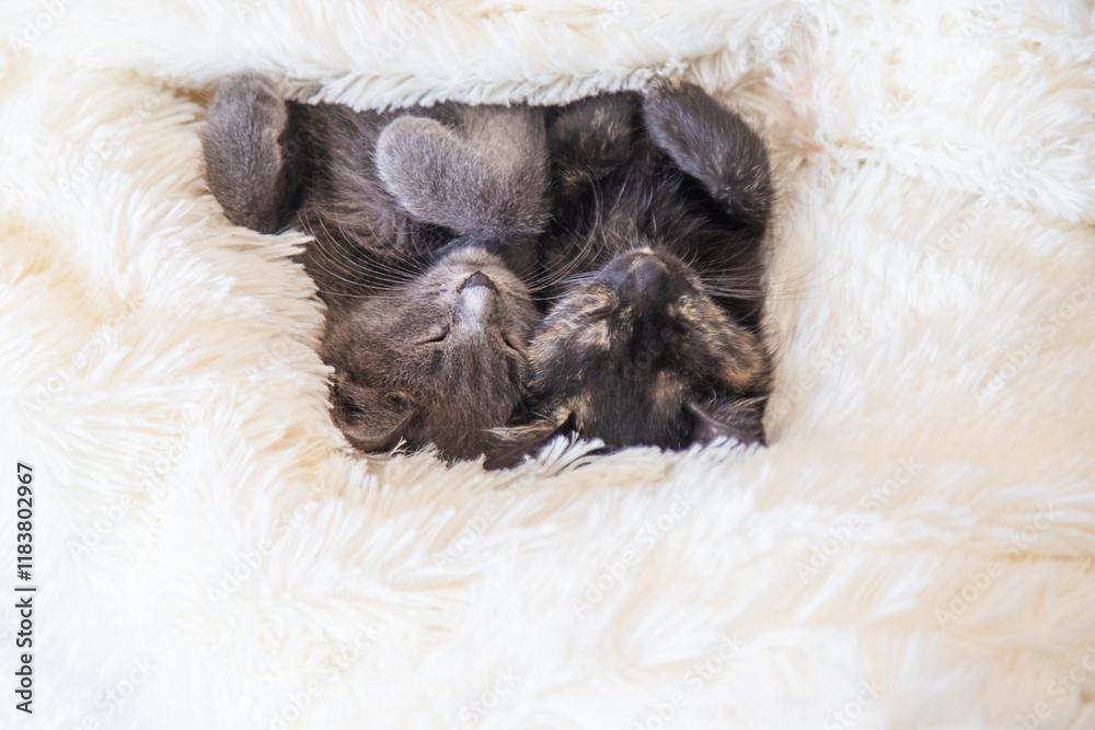 cute little kittens at home. Selective focus. cute little kittens at home. Selective focus.