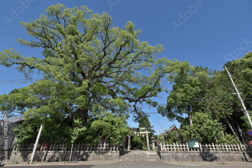 新熊野神社　推定樹齢900年の大楠　京都市東山区今熊野 photo