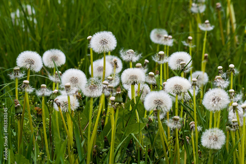 Gewöhnlicher Löwenzahn (Taraxacum sect. Ruderalia)	 photo