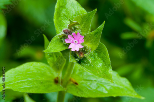 Rote Lichtnelke (Silene dioica)	 photo